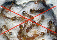 Уничтожение насекомых в Тюмени (муравьи)