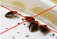 Уничтожение насекомых в Тюмени (клопы)