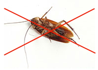Уничтожение насекомых в Тюмени (тараканы)