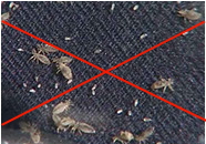 Уничтожение насекомых в Тюмени (блохи)